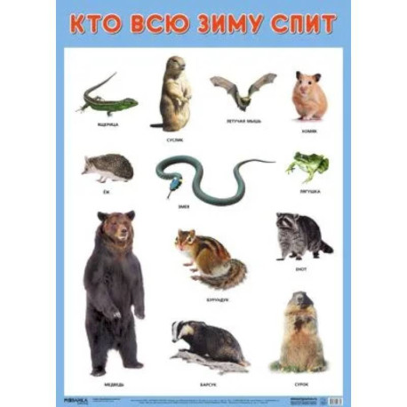 Кто всю зиму спит?