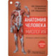 Анатомия человека. Миология. Комплект карточек. Наглядное учебное пособие