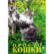 Календарь настенный на 2025 год Просто кошки